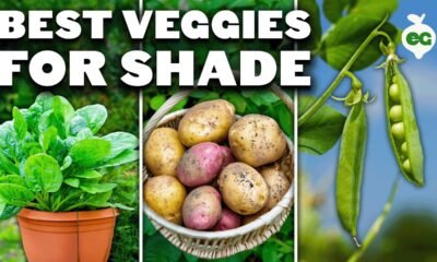12 Perfect Vegetables To Grow in a Shady Garden Space 2 F IMG 68721d725f1f6