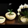 just rice orchids grow amazingly overnight and bloom forever