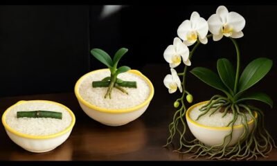 just rice orchids grow amazingly overnight and bloom forever