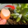 place under an orchid suddenly grow 200 new roots and bloom all 4 seasons