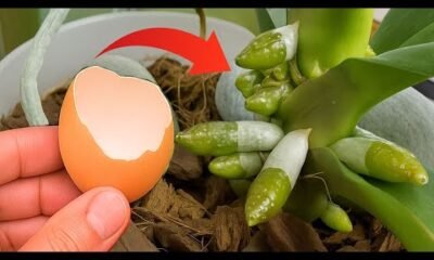 place under an orchid suddenly grow 200 new roots and bloom all 4 seasons